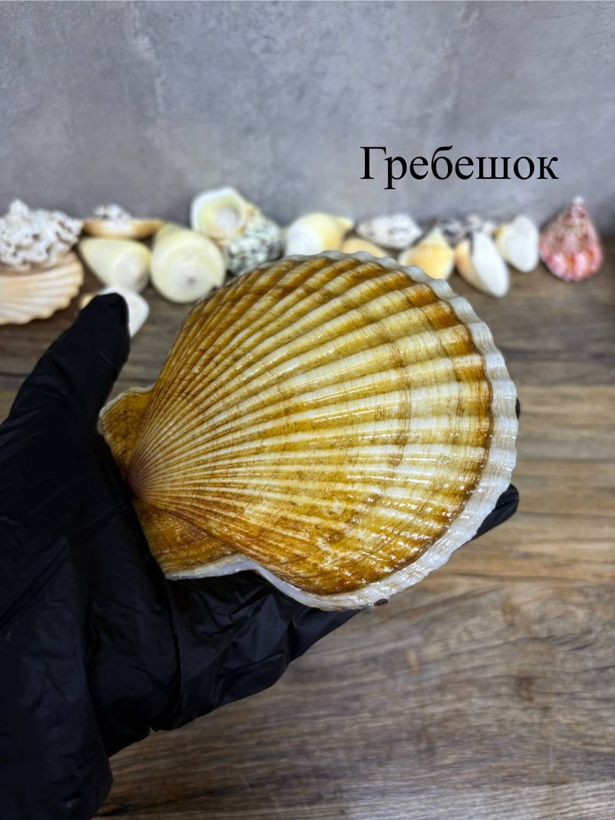 Гребешок живой