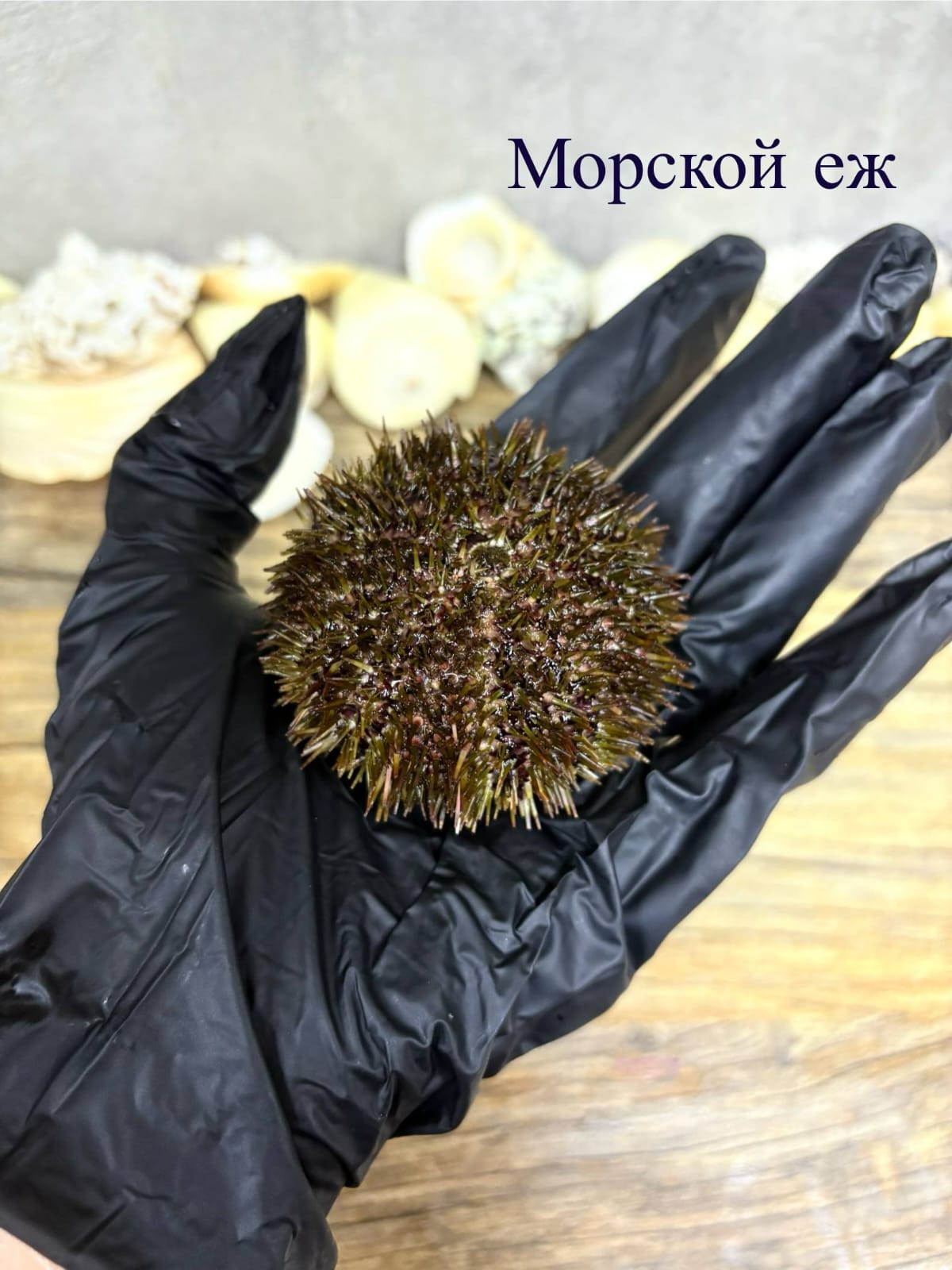 Морской Ёж живой